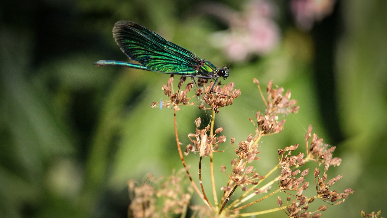 청주 청원구 소상공인 지원금