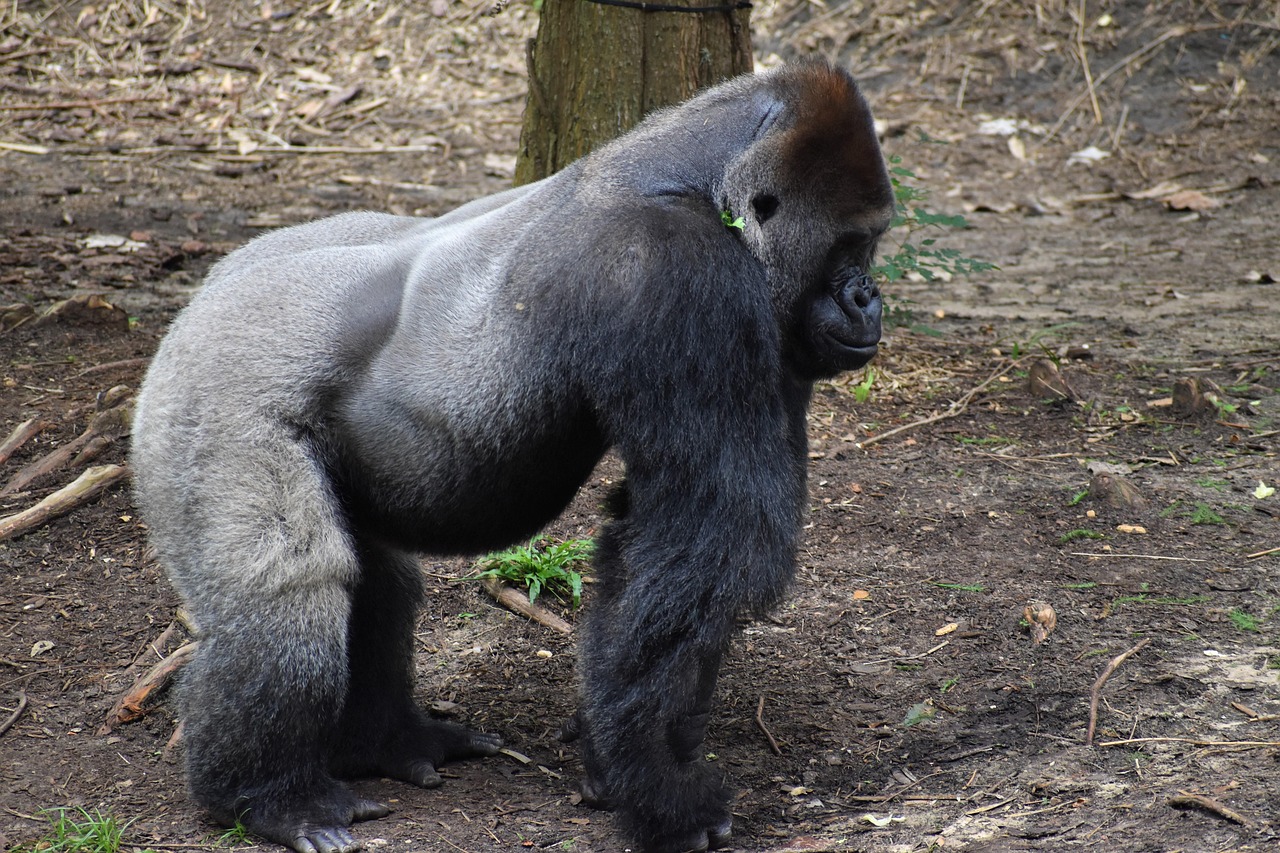 2025 전국민지원금