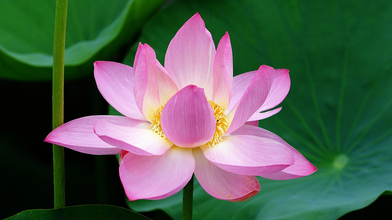 시흥 민생 지원금