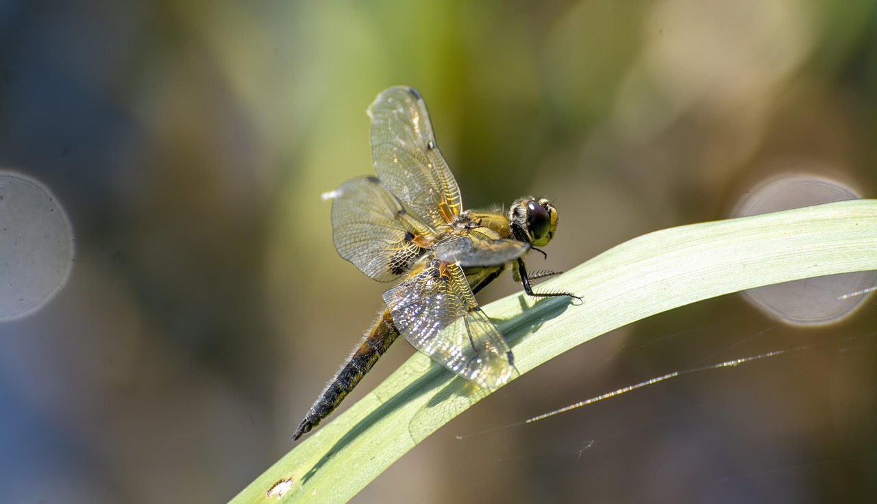 완주 소상공인 지원금