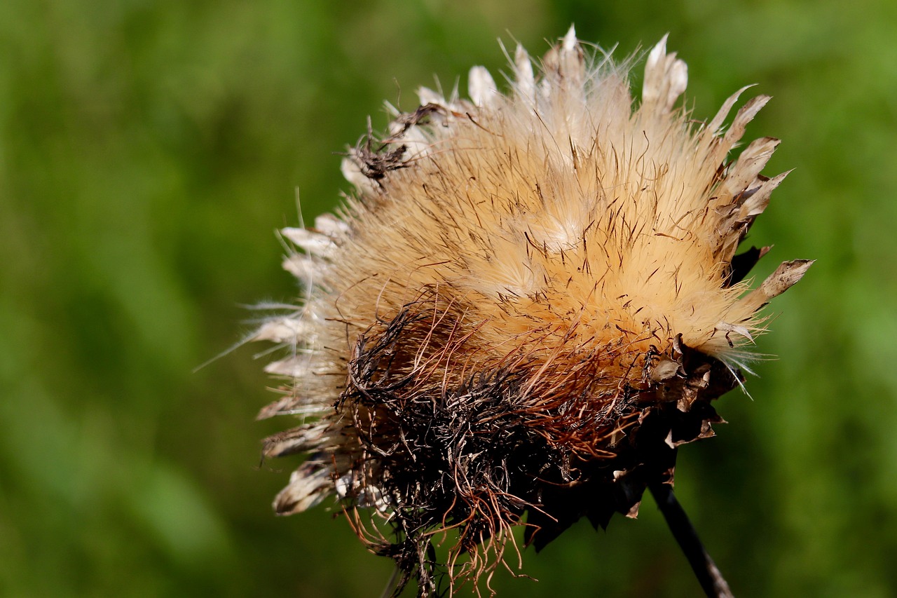 청년도약계좌 정부지원금 최대