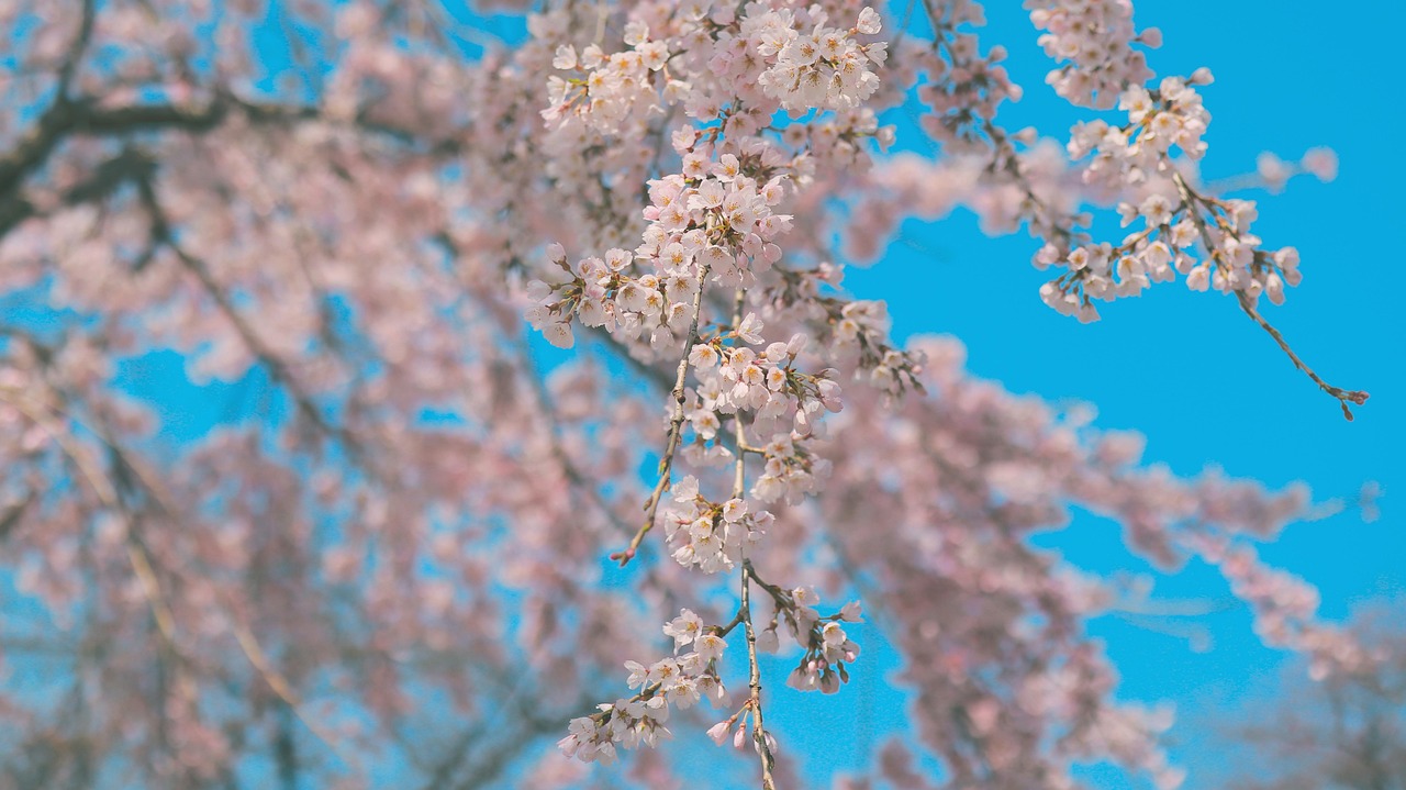 안동 민생 지원금