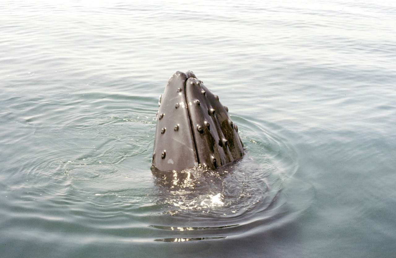 민생회복지원금 대구 달서구